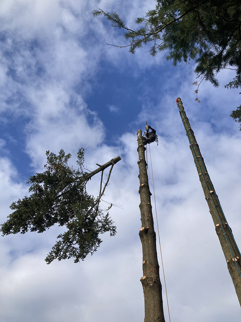 abattage-par-demontage-drome-ardeche-duniere-sur-eyrieux-la-seve