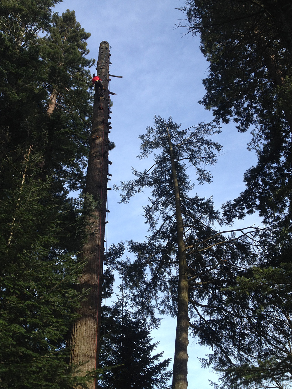 elagage-ardeche-albon-d-ardeche-laseve-demontage elagage-ardeche-albon-d-ardeche-laseve-demontage