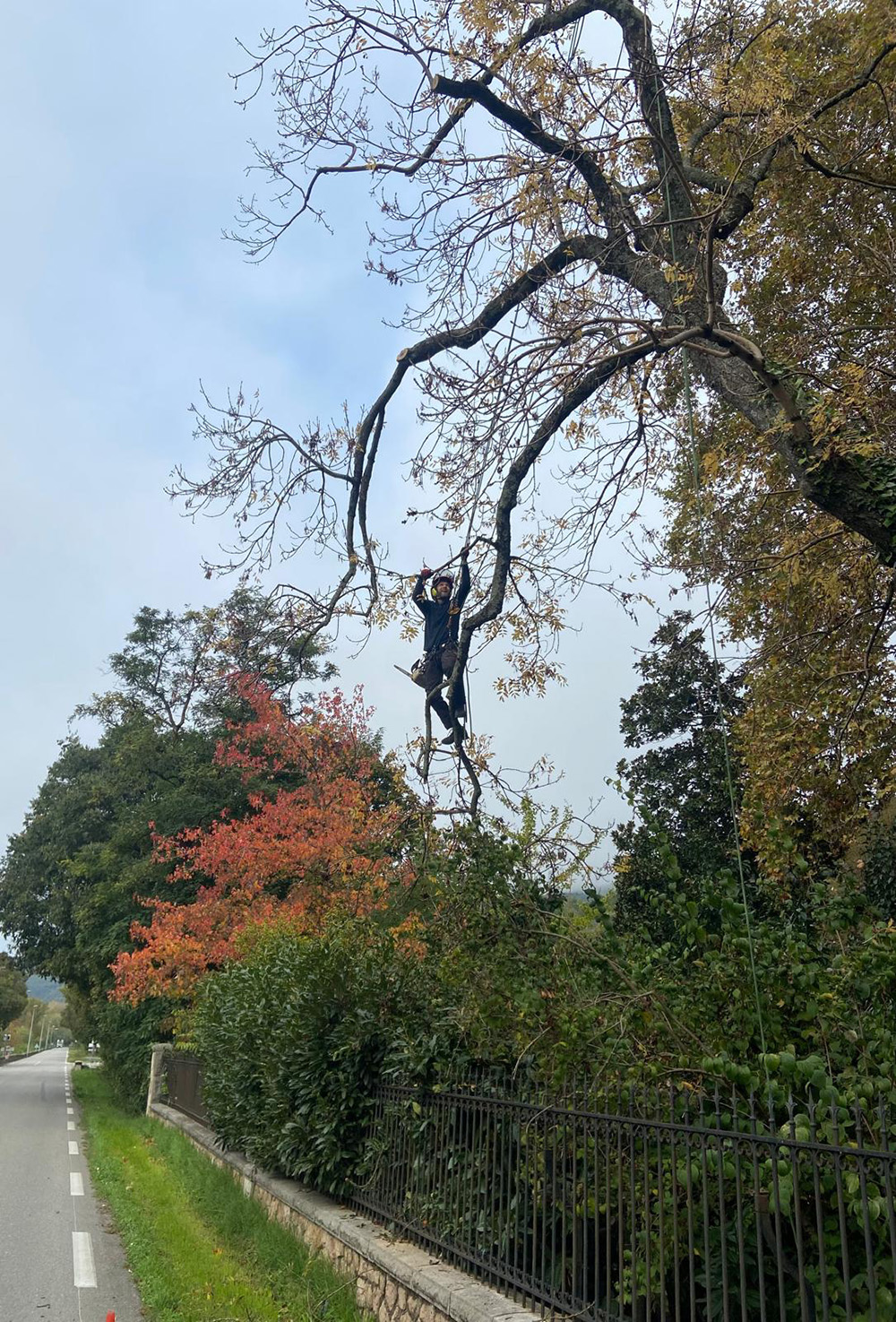 elagage-ardeche-beauchastel-laseve-taille-de-reduction elagage-ardeche-beauchastel-laseve-taille-de-reduction