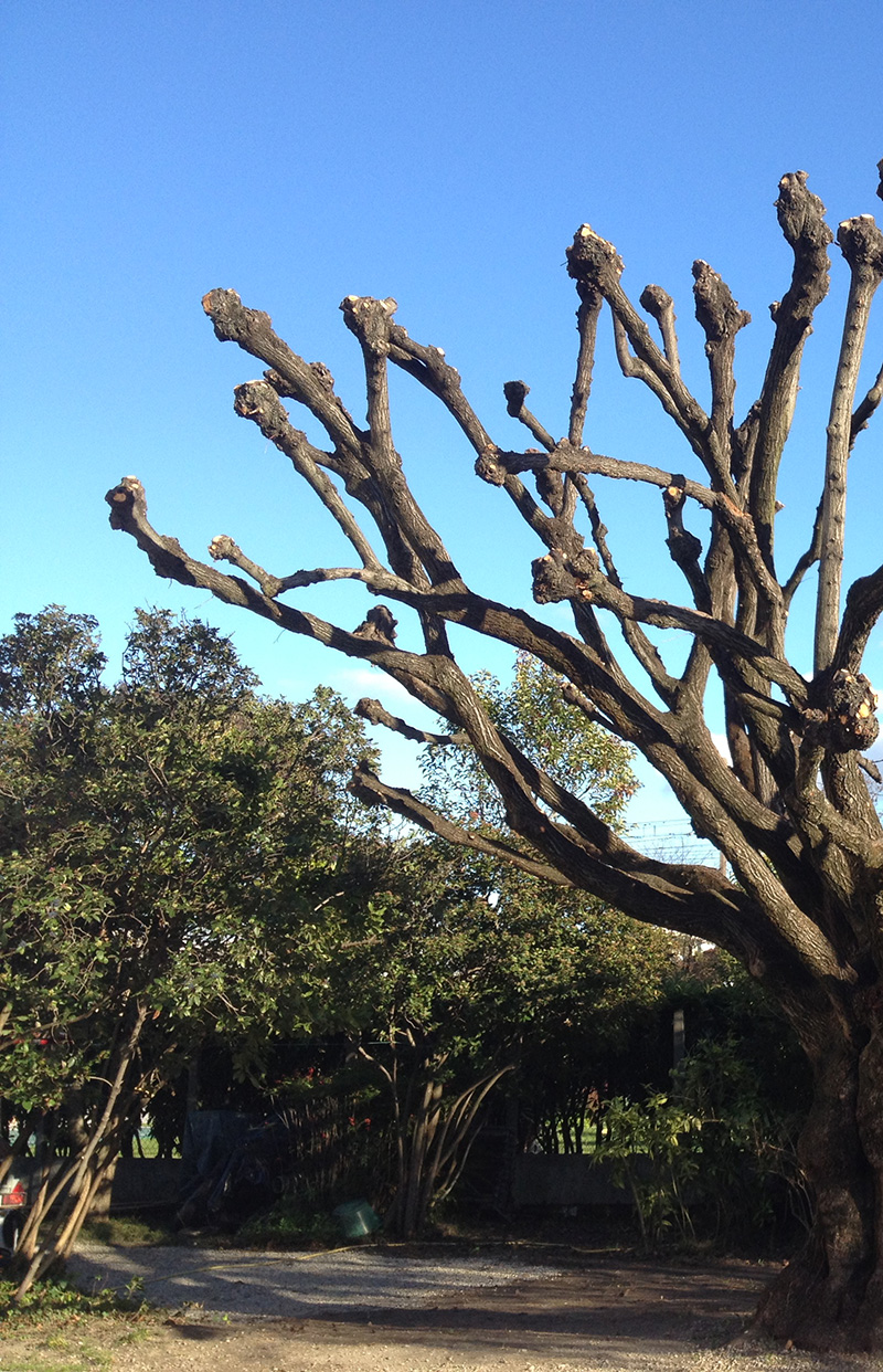 elagage-ardeche-duniere-sur-eyrieux-laseve-taille-sur-tetes-de-chat