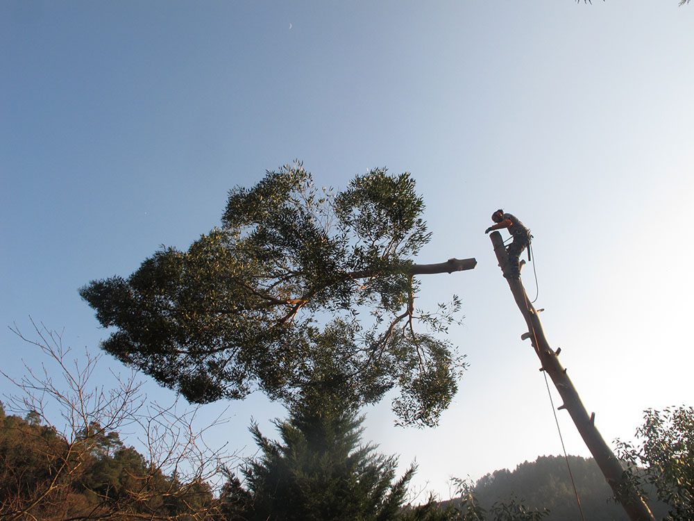 elagage-ardeche-la-seve-duniere-sur-eyrieux-demontage elagage-ardeche-la-seve-duniere-sur-eyrieux-demontage