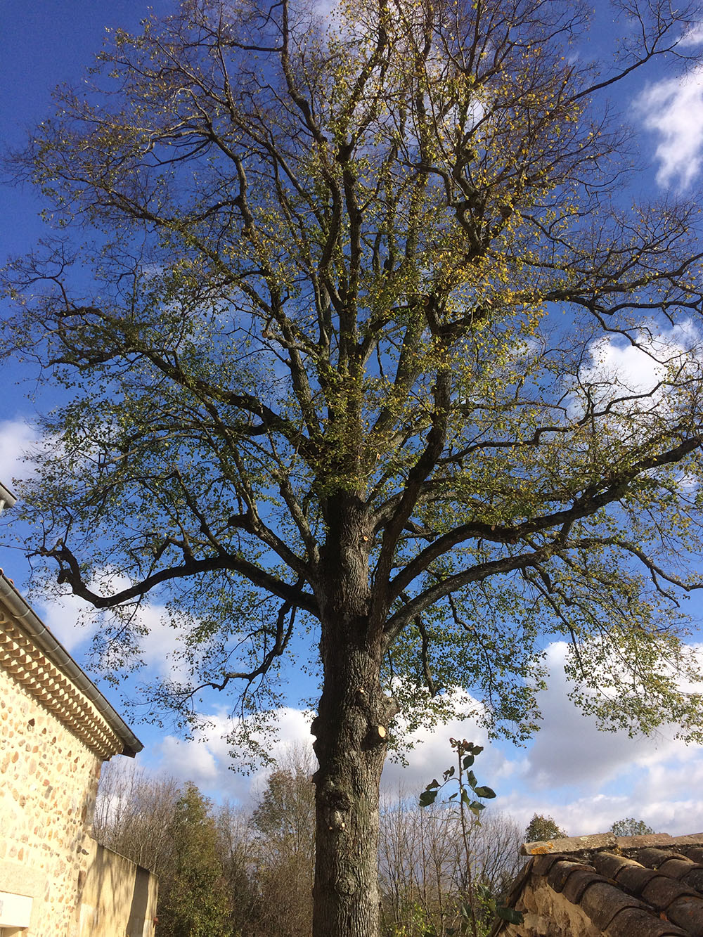 elagage-ardeche-la-seve-taille-d-entretien elagage-ardeche-la-seve-taille-d-entretien
