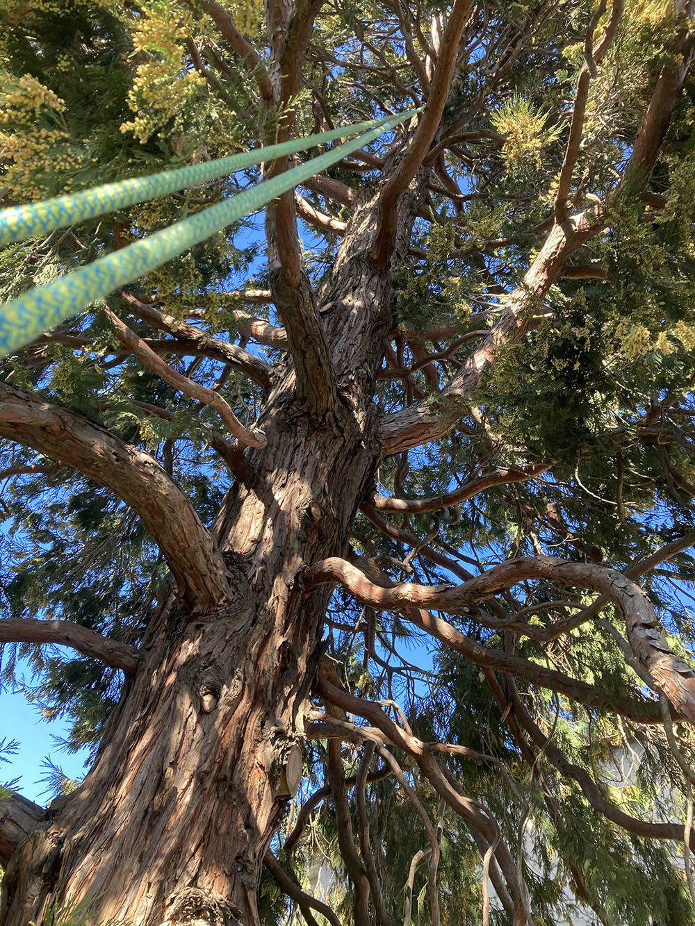 elagage-ardeche-la-voulte-sur-rhone-laseve-taille-d-eclairice-2 elagage-ardeche-la-voulte-sur-rhone-laseve-taille-d-eclairice-2