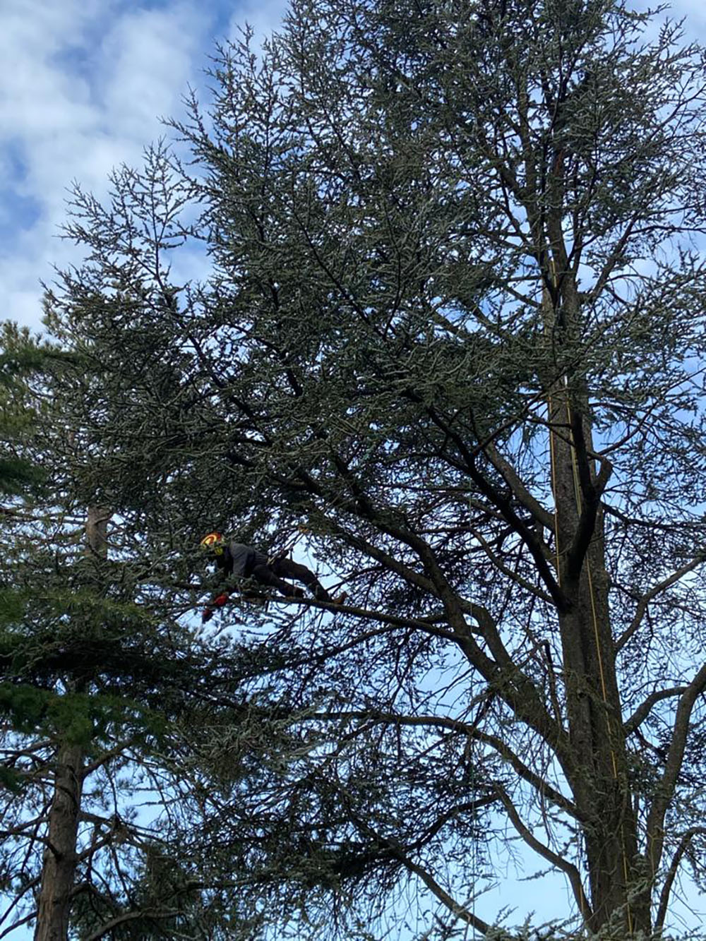 elagage-ardeche-la-voulte-sur-rhone-laseve-taille-d-eclairice-2 elagage-ardeche-la-voulte-sur-rhone-laseve-taille-d-eclairice-2