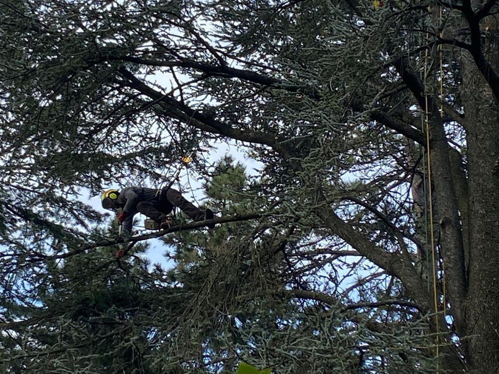 elagage-ardeche-la-voulte-sur-rhone-laseve-taille-d-eclairice elagage-ardeche-la-voulte-sur-rhone-laseve-taille-d-eclairice