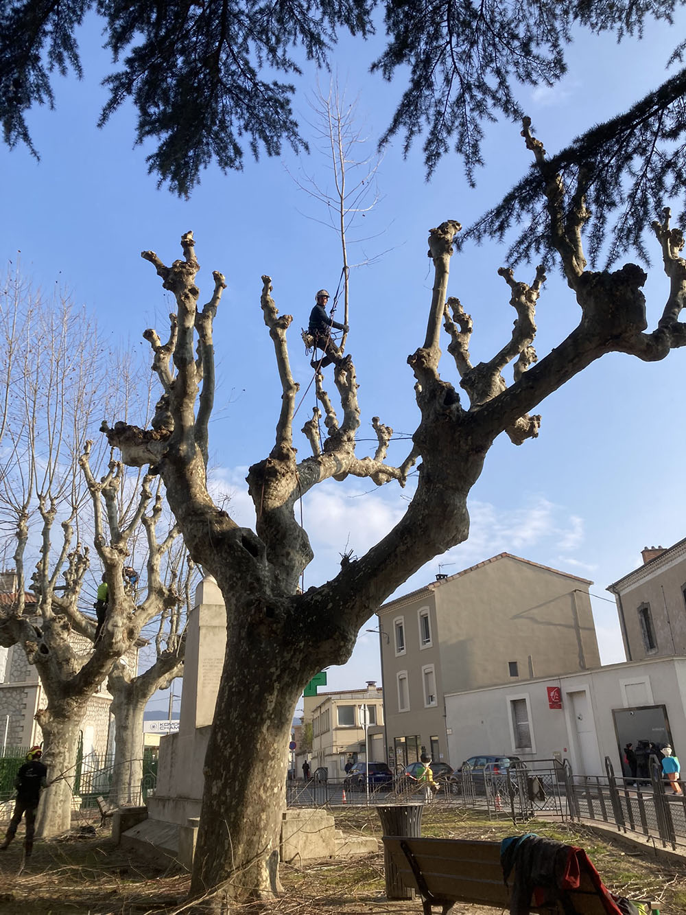 elagage-ardeche-la-voulte-sur-rhone-laseve-taille-sur-tetes-de-chat elagage-ardeche-la-voulte-sur-rhone-laseve-taille-sur-tetes-de-chat