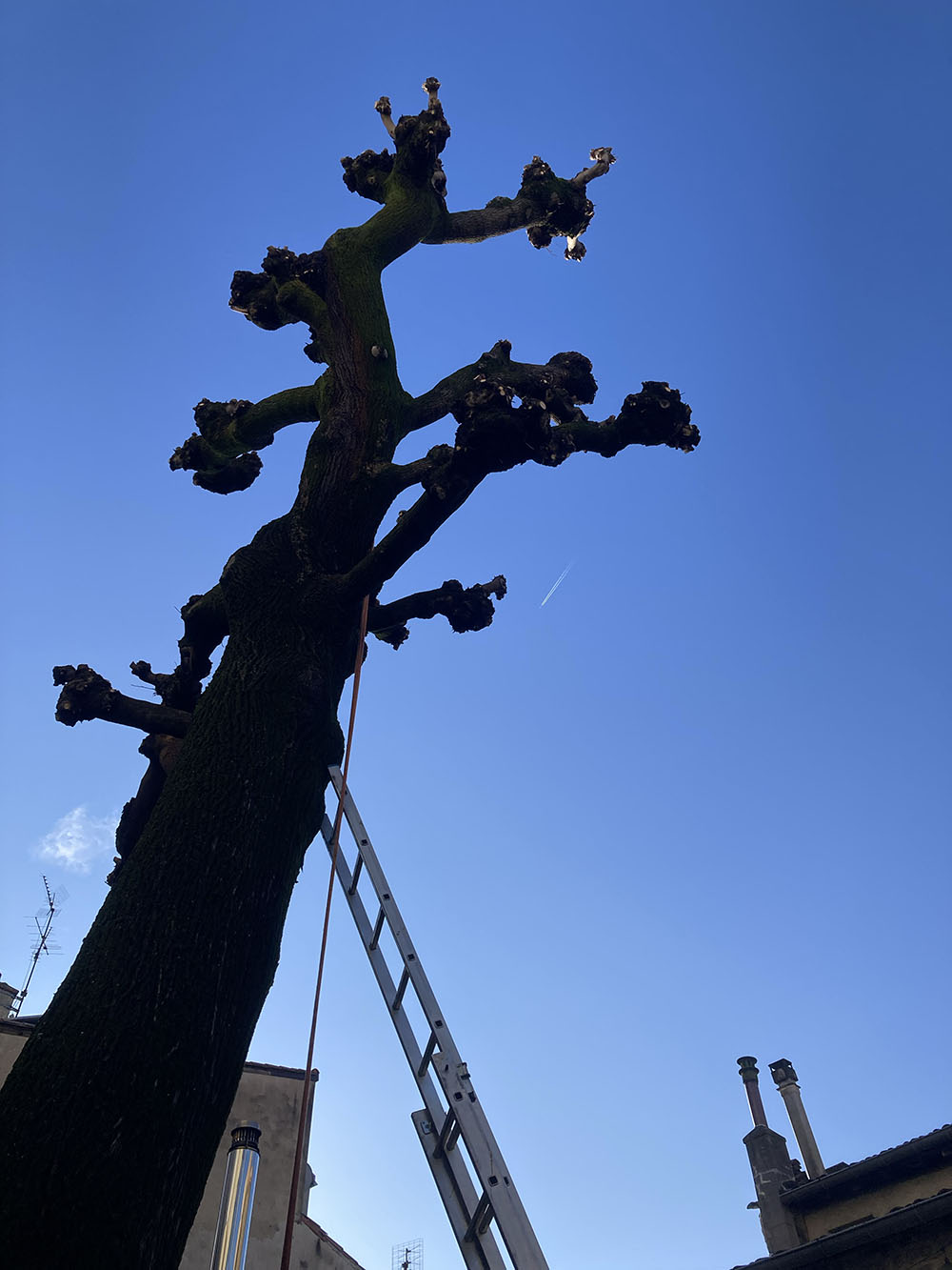 elagage-drome-valence-laseve-taille-par-prolongement elagage-drome-valence-laseve-taille-par-prolongement