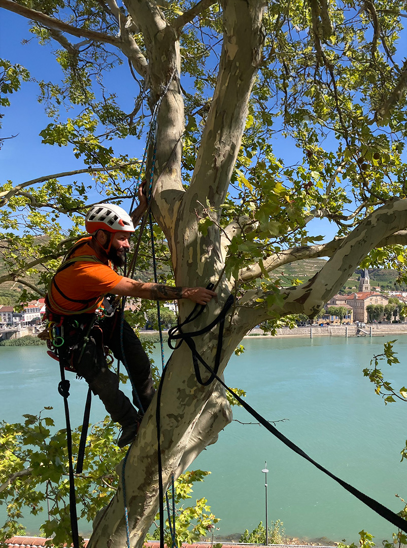 elagage-ardeche-duniere-sur-eyrieux-laseve-haubanage